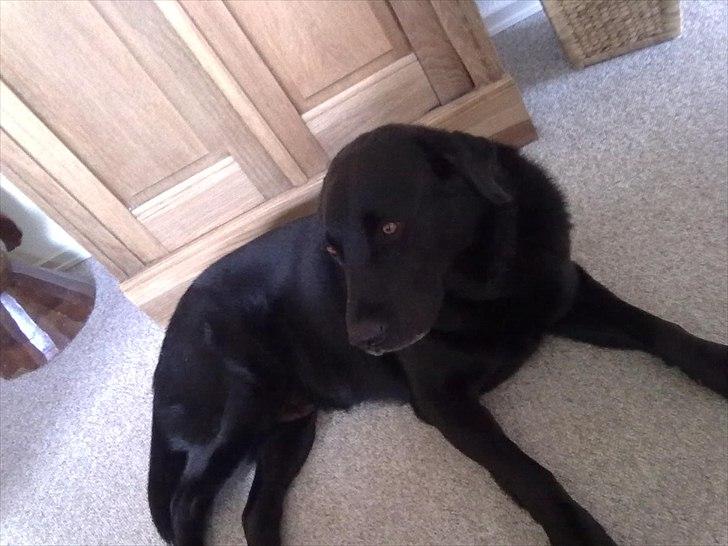 Labrador retriever Basse - HiHi;)). billede 18
