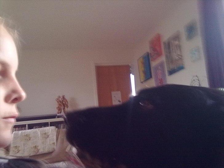 Labrador retriever Basse - Jeg elsker dig min bedste'ven<3. billede 19
