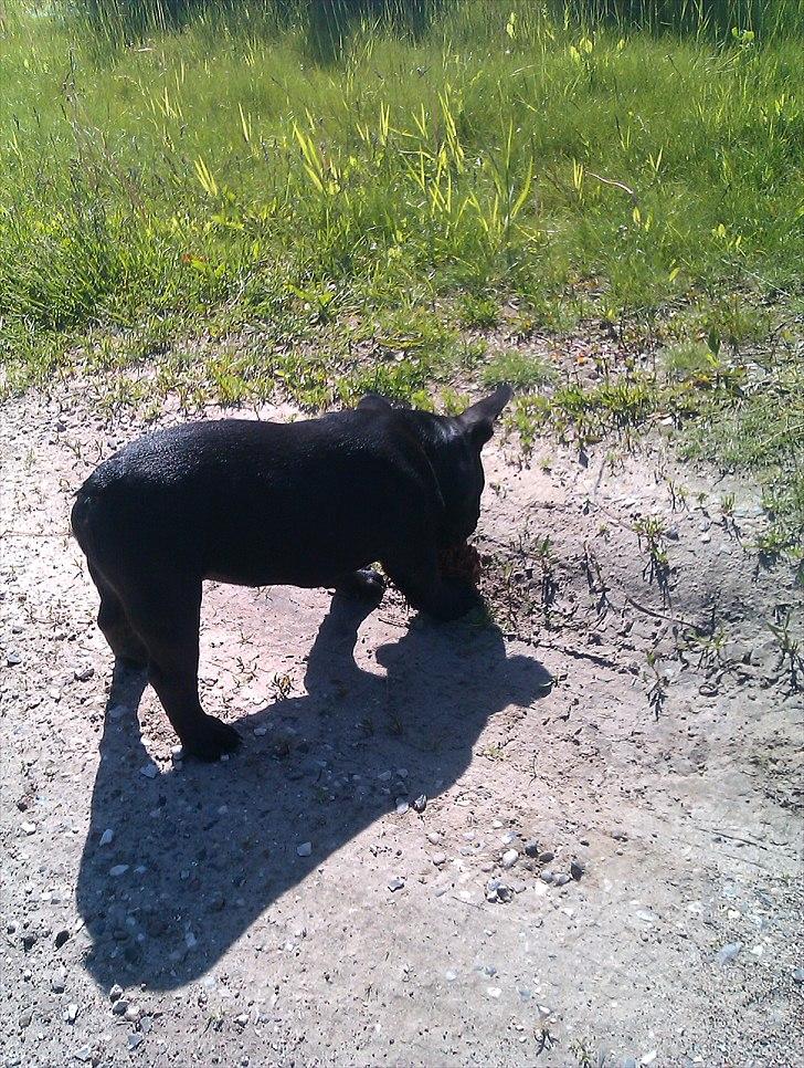 Fransk bulldog Lucky Seven's Chang - 13 uger billede 7