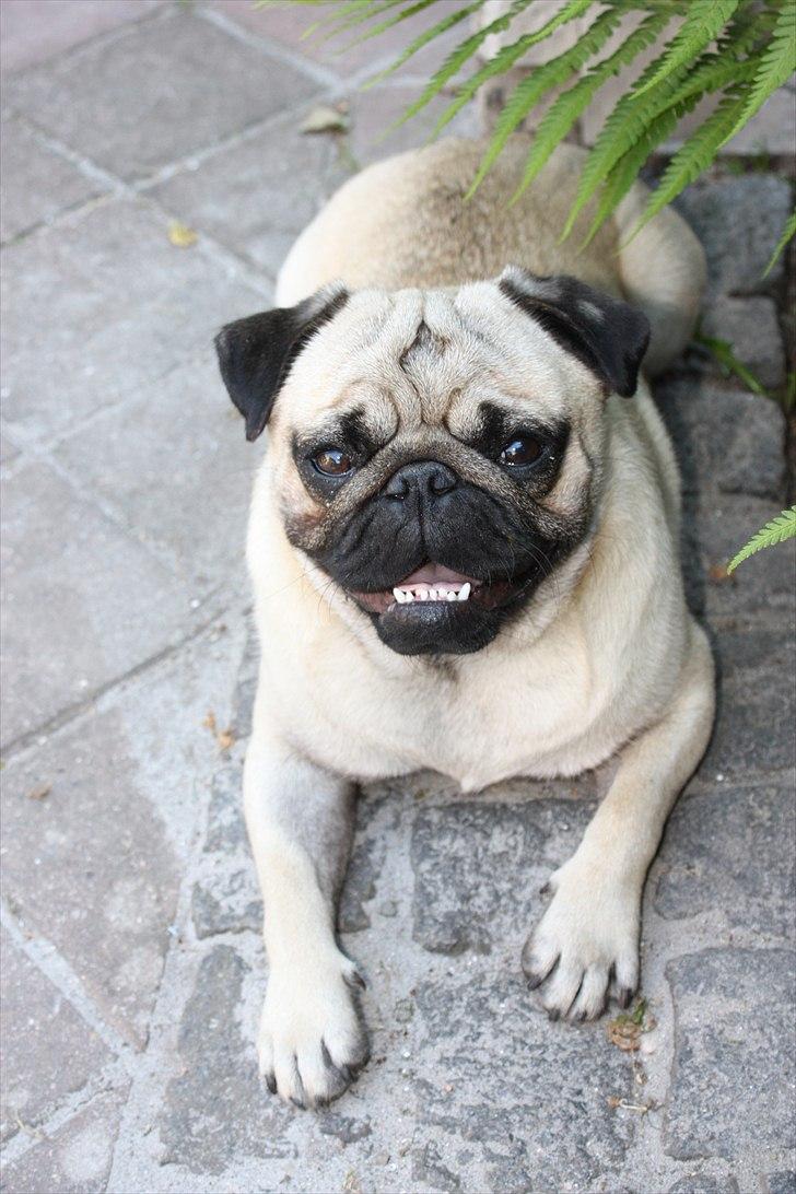 Mops Gizmo billede 1