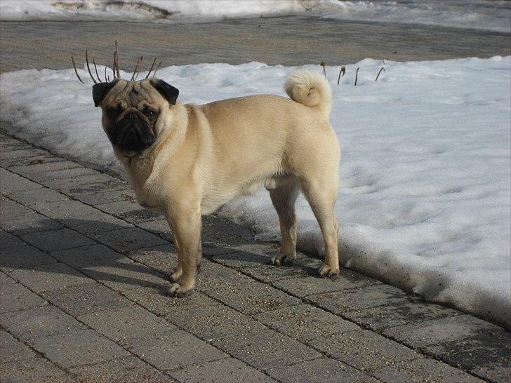 Mops Gizmo billede 2