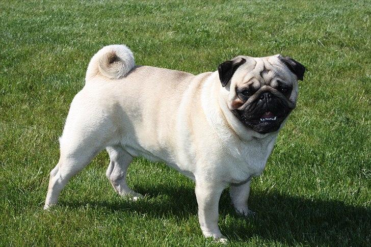 Mops Gizmo billede 3