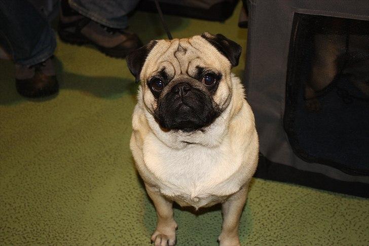 Mops Gizmo billede 4