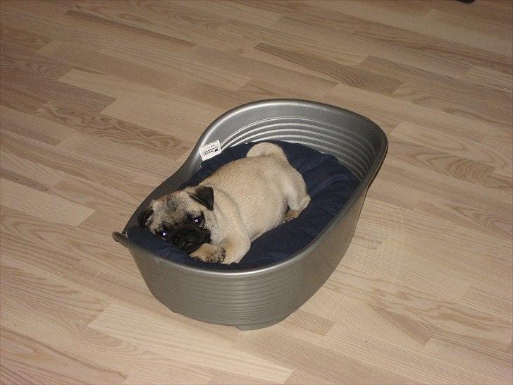 Mops Gizmo billede 5