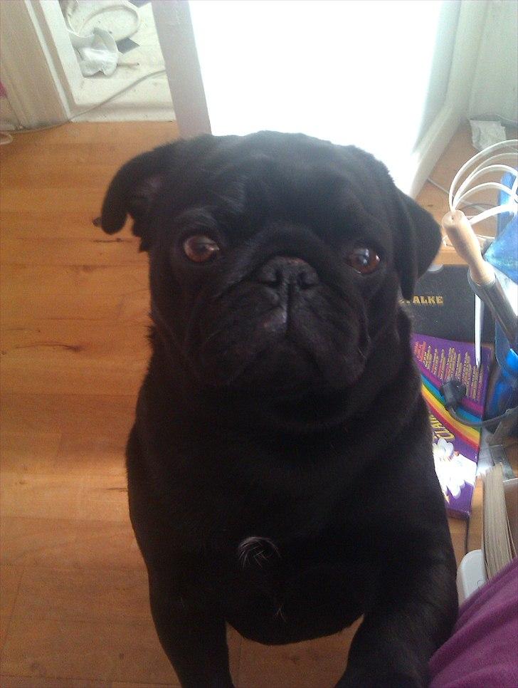 Mops Jo-jo - kuk kuk  er jeg ikke sød? billede 1