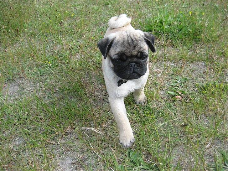 Mops Gizmo billede 6