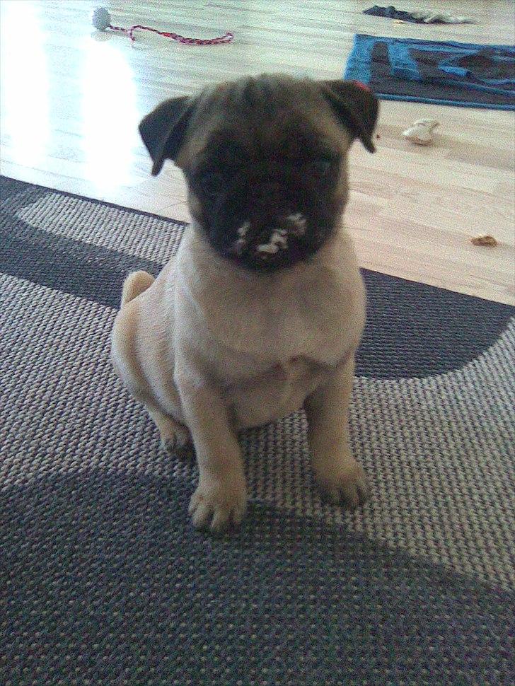 Mops Gizmo billede 7