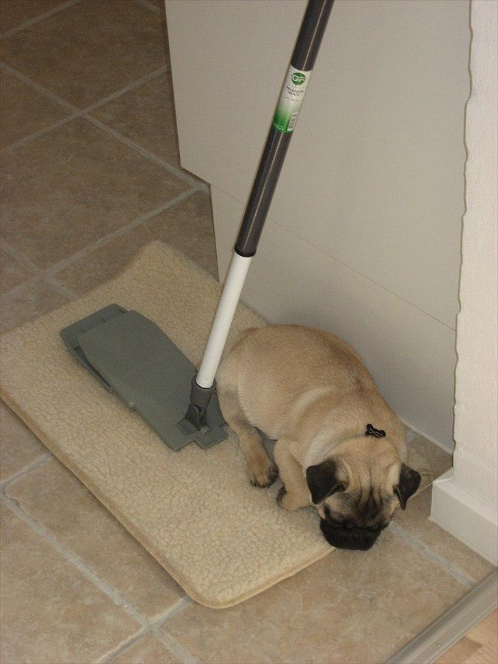 Mops Gizmo billede 8