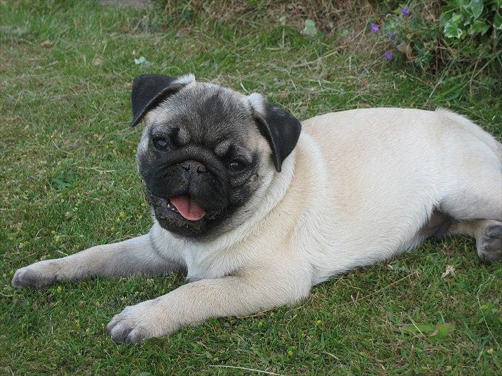 Mops Gizmo billede 9