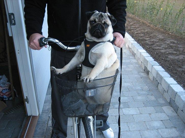 Mops Gizmo billede 10