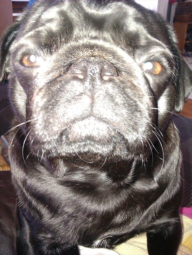 Mops Jo-jo - Muuuuaaaargggh  jeg er en stooor farlig hund billede 2