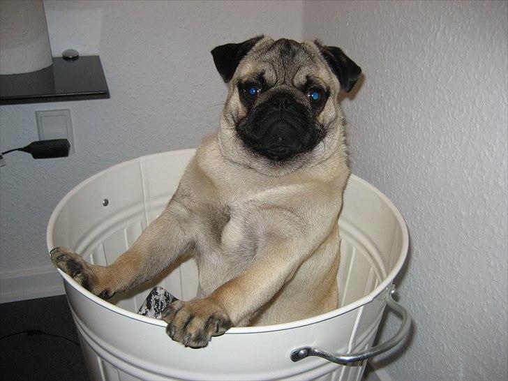 Mops Gizmo billede 11