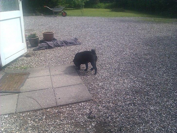 Mops Jo-jo billede 3