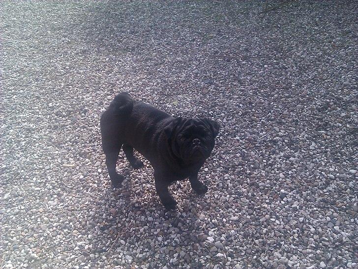 Mops Jo-jo billede 4