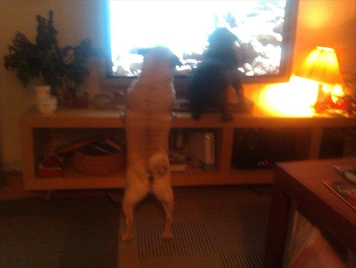 Mops Jo-jo - Nu hopper jeg ind til de forbaskede hunde inde i fjernsynet. Jeg skal lære dem, ja! billede 5