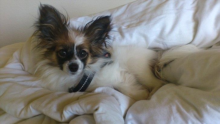 Papillon Mynte - Mynte der lige er vågnet en Onsdag morgen :) billede 13