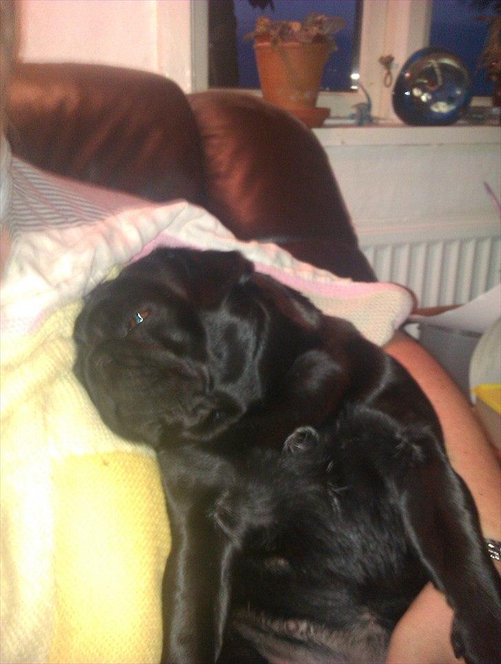 Mops Jo-jo - åhh det er dejligt at sidde i mors arm, når man er en træt lille hund billede 6