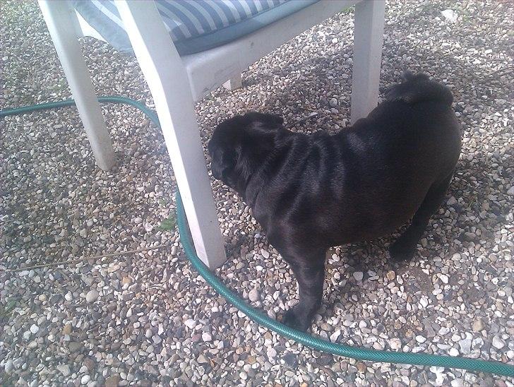 Mops Jo-jo - øv mor! nu vil jeg ikke fotograferes mere billede 7