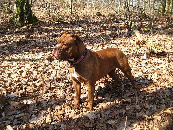 Olde english bulldogge *Mille* - mille 2 år billede 3