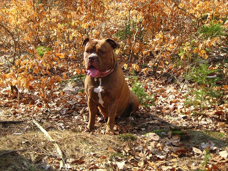 Olde english bulldogge *Mille* - mille 2år billede 2