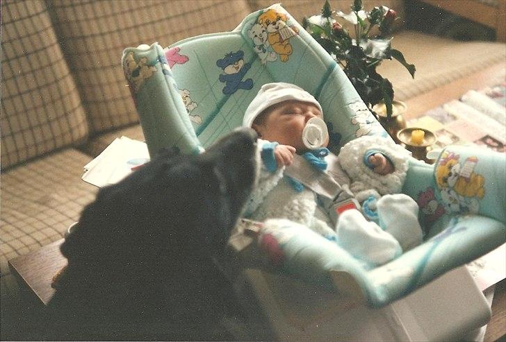 Labrador retriever King <3 R.I.P. billede 3