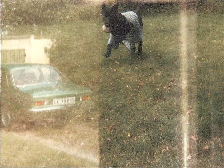 Labrador retriever King <3 R.I.P. billede 4