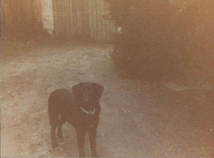 Labrador retriever King <3 R.I.P. billede 5