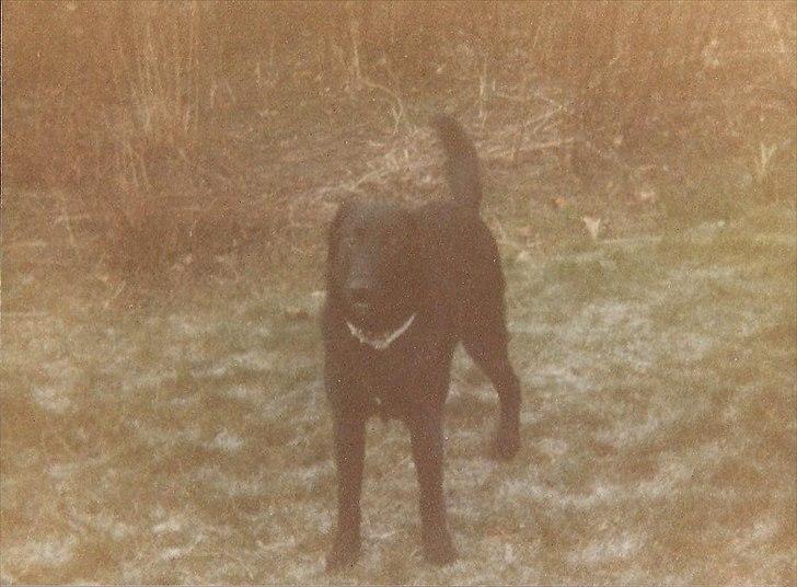 Labrador retriever King <3 R.I.P. billede 6