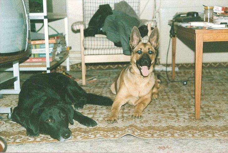 Labrador retriever King <3 R.I.P. billede 7