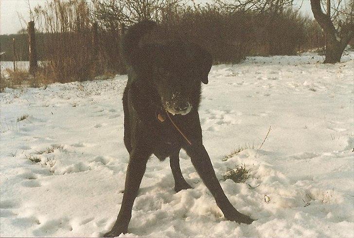 Labrador retriever King <3 R.I.P. billede 9