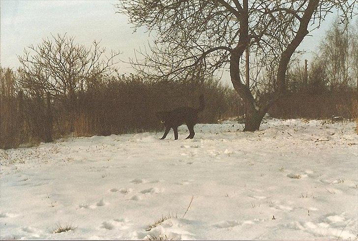 Labrador retriever King <3 R.I.P. billede 11
