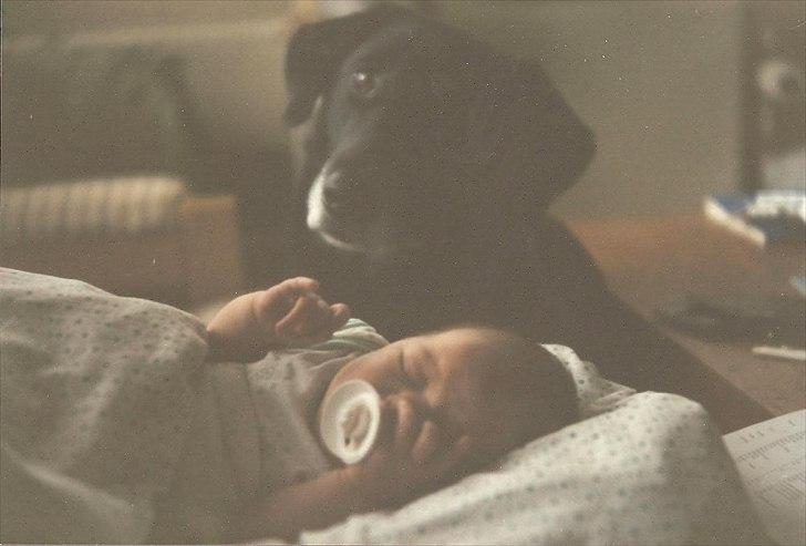 Labrador retriever King <3 R.I.P. - Jeg passer på dig billede 13