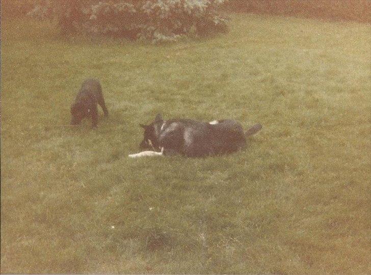 Labrador retriever King <3 R.I.P. - King og Rango billede 15