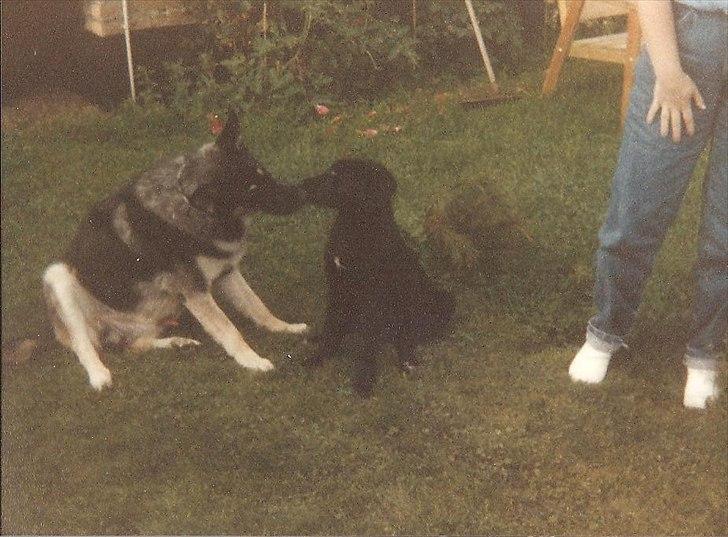 Labrador retriever King <3 R.I.P. - King og Rango billede 16