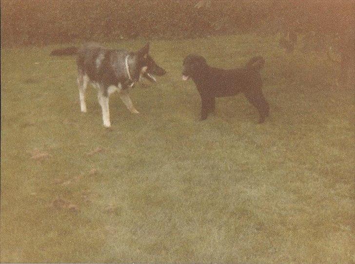 Labrador retriever King <3 R.I.P. - King og Rango billede 17