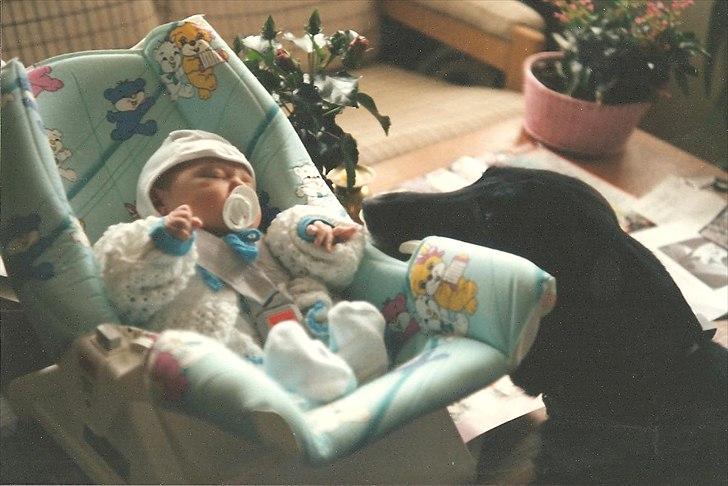 Labrador retriever King <3 R.I.P. billede 2