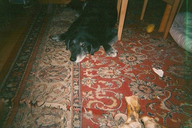 Labrador retriever King <3 R.I.P. billede 18