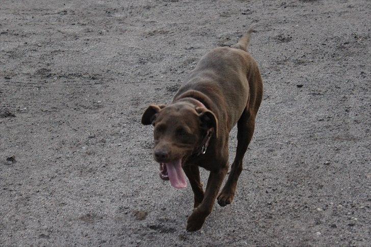 Labrador retriever - Choko :-) - 'Choko som er i flyvende fart på vej ind i gårdspladsen. ;-) billede 2
