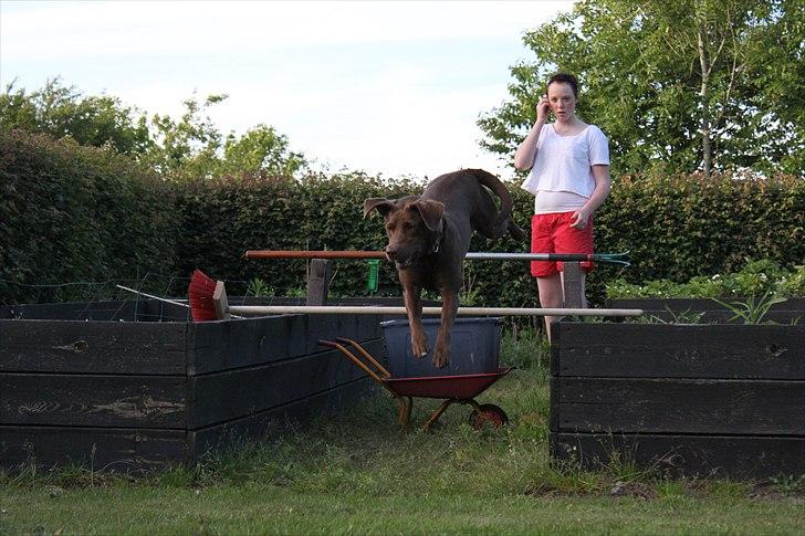 Labrador retriever - Choko :-) - 'Choko er en flyvende springer. :-o) billede 3