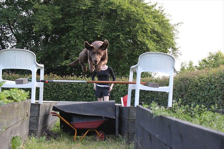 Labrador retriever - Choko :-) billede 4