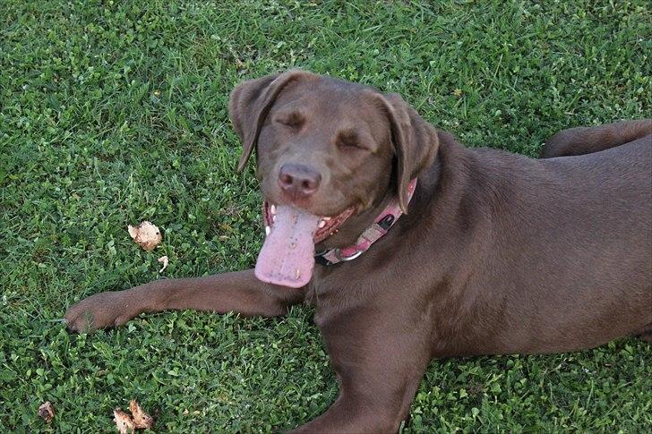 Labrador retriever - Choko :-) billede 5