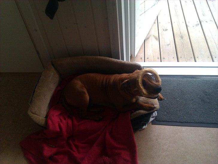 Staffordshire bull terrier Milo billede 10