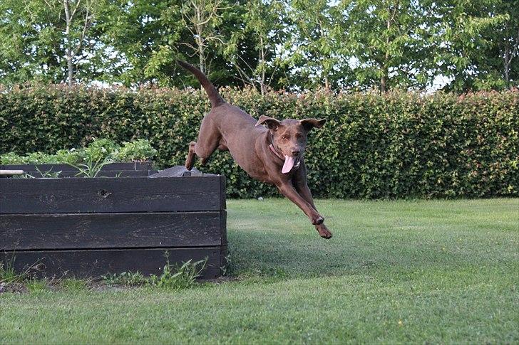 Labrador retriever - Choko :-) billede 6