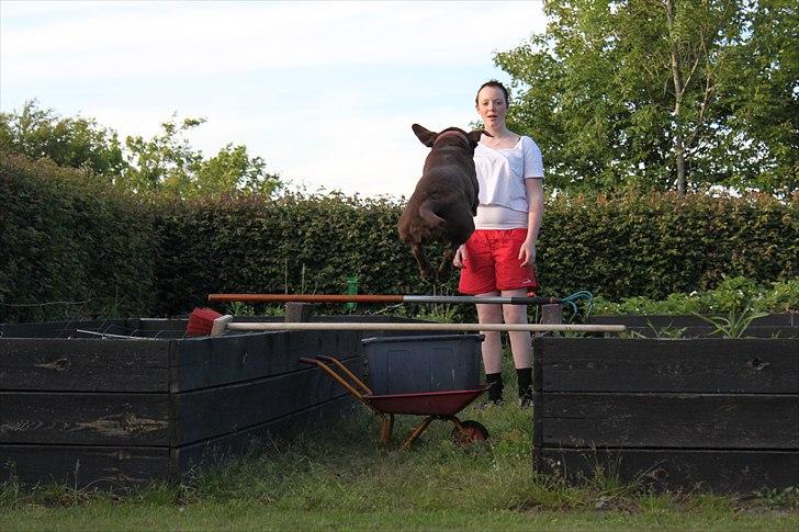 Labrador retriever - Choko :-) billede 7