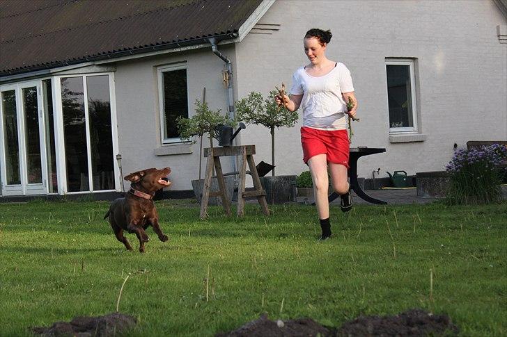 Labrador retriever - Choko :-) billede 8