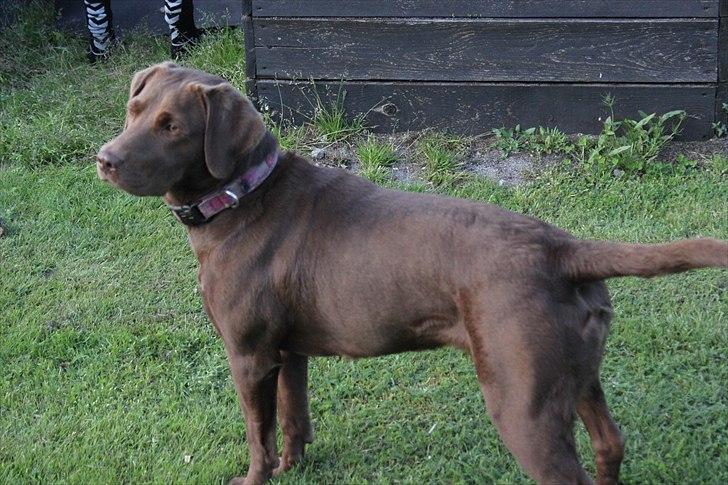 Labrador retriever - Choko :-) billede 9