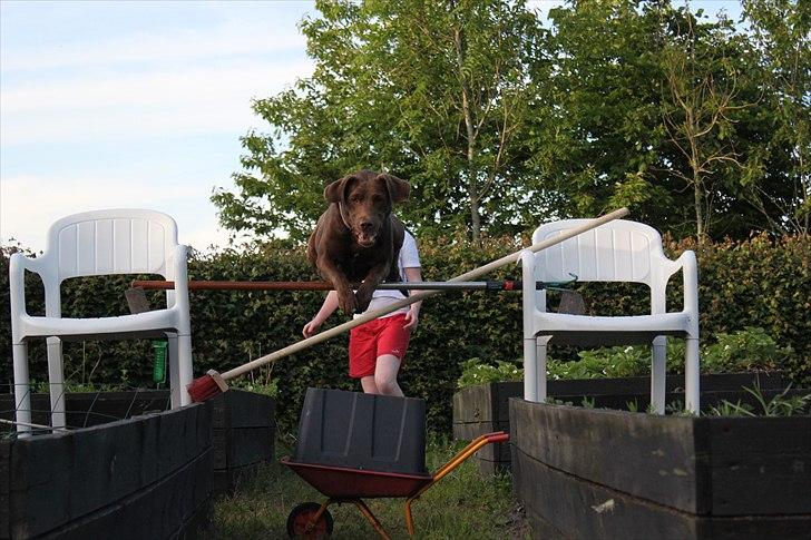 Labrador retriever - Choko :-) billede 10