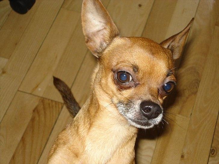 Blanding af racer |Chi/DP| Lasse prinsen - til ære for den søde Stinne <3 billede 20