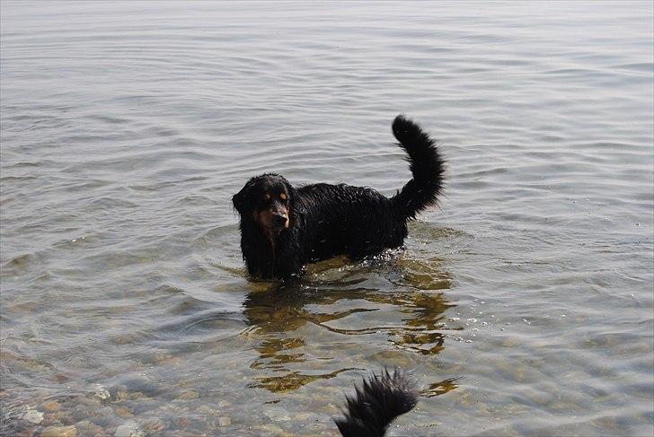 Hovawart Arthur - En rigtig vandhund billede 5