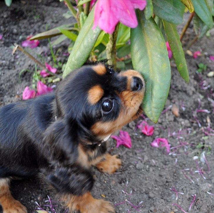 Cavalier king charles spaniel Mademoiselle Soleil Noir billede 2
